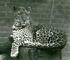 Um leopardo sentado em um toco de árvore no zoológico de Londres em 1924