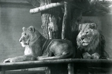Um Leão e Lioness descansando em uma plataforma alta, em seu recinto, no Zoológico de Londres em 1929 (foto a p/b)