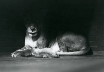 Uma cria de leão deitada com a mãe à sombra, na parte de trás do seu recinto, Jardim Zoológico de Londres, outubro de 1925