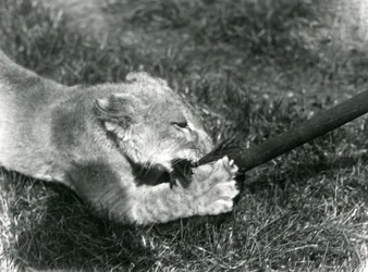 Um, filhote leão, tocando, com, um, esfregão, segurado, por, seu, keeper, ligado, a, capim, frente, seu, den, hondon zoológico, setembro, 1925