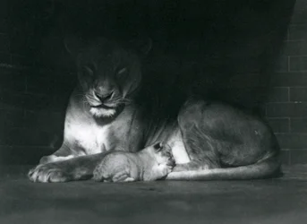 Uma leoa e a sua cria deitadas à sombra, na parte de trás do seu recinto, Jardim Zoológico de Londres, outubro de 1925