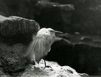 Uma garça-branca-pequena a descansar entre rochas no Jardim Zoológico de Londres em 1930