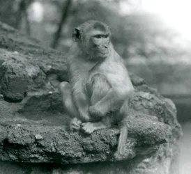 Um Macaco sentado em uma pedra no zoológico de Londres em 1924