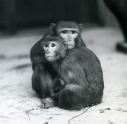 Um Macaque com o seu bebé sentados juntos no chão do seu recinto, no Jardim Zoológico de Londres.