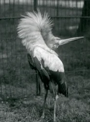 Uma cegonha de Maguari realizando a exibição up-down, London Zoo, em julho de 1925