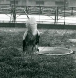 Uma cegonha-maguari a executar a exibição para cima e para baixo, em pé na relva junto a um pequeno tanque de betão, Zoo de Londres, julho de 1925