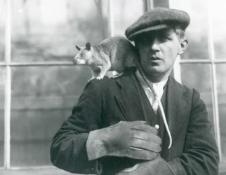 Um rato-gigante-malgaixe está sentado no ombro do seu tratador, Zoo de Londres, 1924