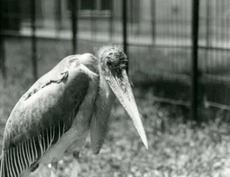 Uma cegonha de marabu em seu recinto no zoológico de Londres em setembro de 1928