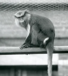 Um macaco Mona sentado em um poste horizontal em seu recinto no zoológico de Londres em setembro de 1925