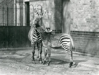 Uma zebra-da-montanha e a sua cria no Zoo de Londres em 1929