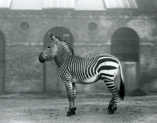 Uma Zebra de Montanha em pé, em seu piquete, em frente às portas altas da Casa Girafa no Zoológico de Londres em 1927