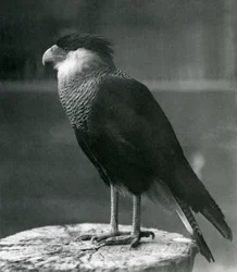 Um Caracara com Crista Norte no Zoológico de Londres, pré 1930