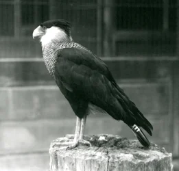 Um Caracara-do-norte-de-crista em pé em um tronco no zoológico de Londres, em setembro de 1925