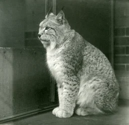 Um lince do norte, zoológico de Londres, fevereiro de 1925