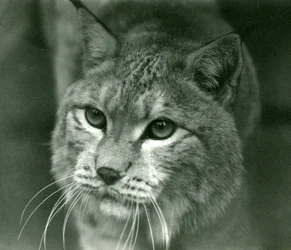 Um lince do norte, zoológico de Londres, fevereiro de 1925