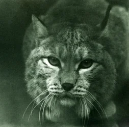 Um lince do norte, zoológico de Londres, fevereiro de 1925