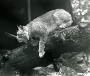 Um, norte, lynx, inclinando baixo, de, um, ramo, londres, jardim zoológico, outubro, 1925