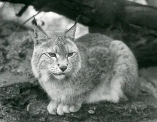 Um lince do norte sentado em uma pedra, zoológico de Londres, em outubro de 1925