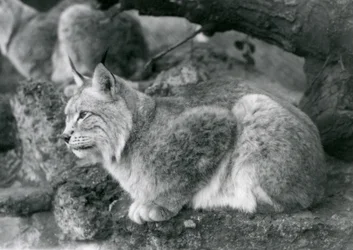 Um lince do norte sentado em uma pedra, zoológico de Londres, em outubro de 1925