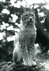 Um lince do norte sentado no zoológico de Londres, em julho de 1925
