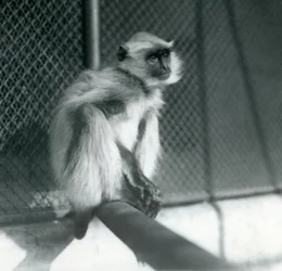 Um Langur cinzento das Planícies do Norte sentado num poleiro no seu recinto no Jardim Zoológico de Londres em 1928 (foto a p/b)