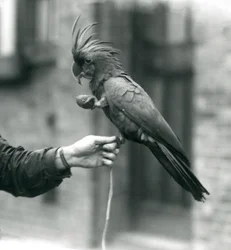 Uma cacatua-das-palmeiras que se agarra com uma pata ao dedo de um tratador e segura na outra uma guloseima em forma de ovo, Jardim Zoológico de Londres, setembro de 1927