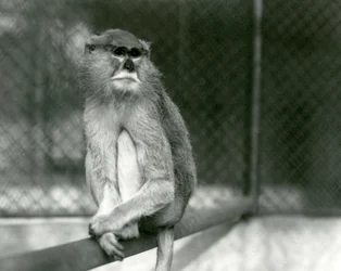 Um Macaco Patas/Wadi/Hussar sentado numa sucursal no Jardim Zoológico de Londres em 1928 (foto a p/b)