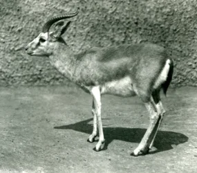 Uma gazela persa no zoológico de Londres em junho de 1925