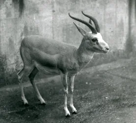 Uma gazela-persa, de papo ou de cauda preta no Jardim Zoológico de Londres, agosto de 1927