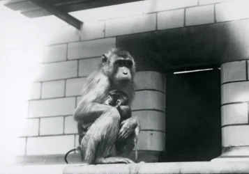Um macaco-de-cauda-de-porco segura a cria enquanto está sentado numa saliência revestida de azulejos no seu recinto no Jardim Zoológico de Londres em 1928