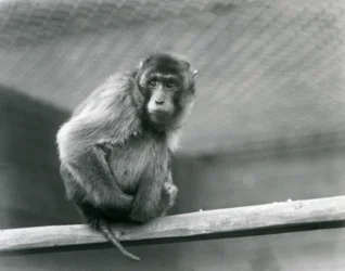 Um macaco-de-cauda-de-porco sentado num poleiro no seu recinto no Jardim Zoológico de Londres