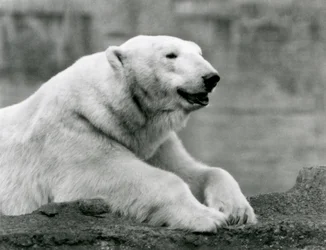 Um Urso Polar descansando em um parapeito rochoso no Zoológico de Londres em 1931 (foto a p/b)