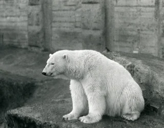 Um urso polar sentado em uma borda rochosa no zoológico de Londres em setembro de 1927