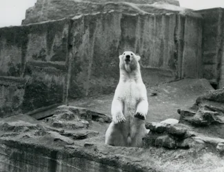 Um Urso Polar sentado no seu recinto na base do Mappin Terraces no Zoo de Londres em Setembro de 1928 (foto a p/b)