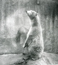 Um Urso Polar sentado nas suas assombrações no Zoo de Londres em 1929 (foto a p/b)
