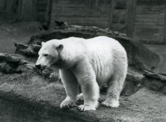 Um Urso Polar na borda do seu recinto na base do Mappin Terraces, Jardim Zoológico de Londres, Setembro de 1928 (foto a p/b)