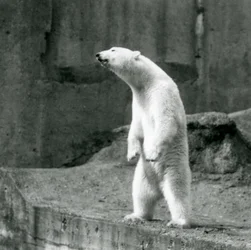 Um urso-polar de pé sobre as patas traseiras, no limite do seu recinto nos Terraços Mappin, Jardim Zoológico de Londres