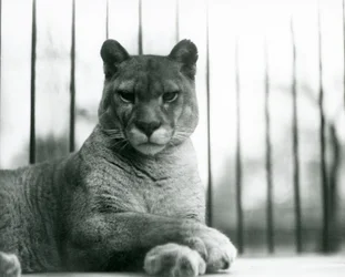 Um Puma/Cougar/Mountain Lion/Catamount descansando no Jardim Zoológico de Londres em 1931 (foto a p/b)