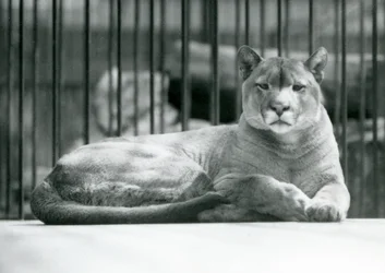 Um leão PumaCougarMountain deitado em seu recinto no zoológico de Londres em junho de 1925