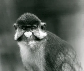 Um macaco-de-cauda-vermelha, macaco-de-nariz-branco e faces-negras ou cercopiteco-de-cauda-vermelha de Schmidt, Jardim Zoológico de Londres