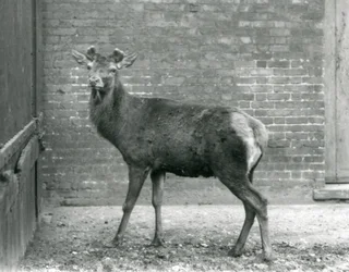 Um veado-vermelho macho com hastes em crescimento, Jardim Zoológico de Londres, agosto de 1928