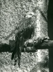 Um papagaio vermelho empoleirar-se em um galho no zoológico de Londres em 1924