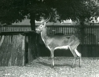 Um Lechwe Vermelho no Zoológico de Londres, julho de 1924