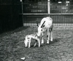 Uma rena com seu filhote no zoológico de Londres, em março de 1914