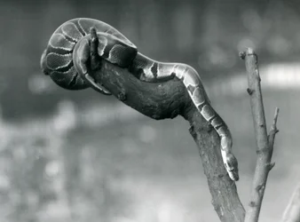 Um RoyalBall Python percorre uma filial no zoológico de Londres em outubro de 1925