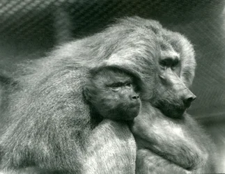 Um babuíno sagrado com seus filhotes no zoológico de Londres, julho de 1924