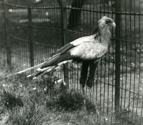 Um Secretário Bird no London Zoo em setembro de 1923