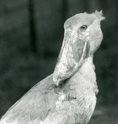 Uma cegonha de sapato, jardim zoológico de Londres, julho de 1926
