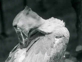 Um Shoebill preening suas penas no zoológico de Londres em 1926