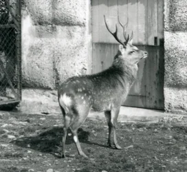 Um SikaJapaneseSpotted Stag em pé no seu recinto, no Zoológico de Londres, em agosto de 1927